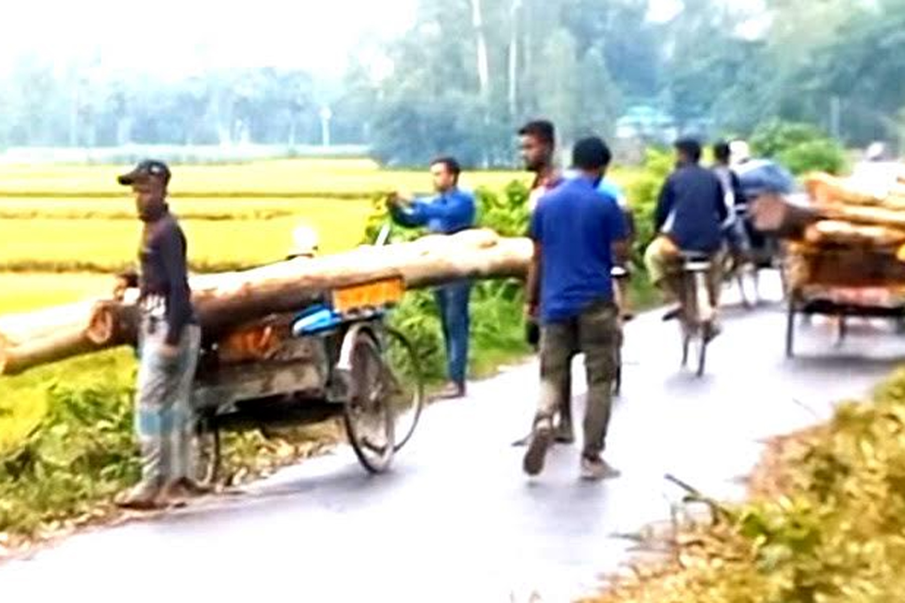  সড়কের ১৭ গাছ কেটে নিলেন প্রভাবশালী এক যুবক!