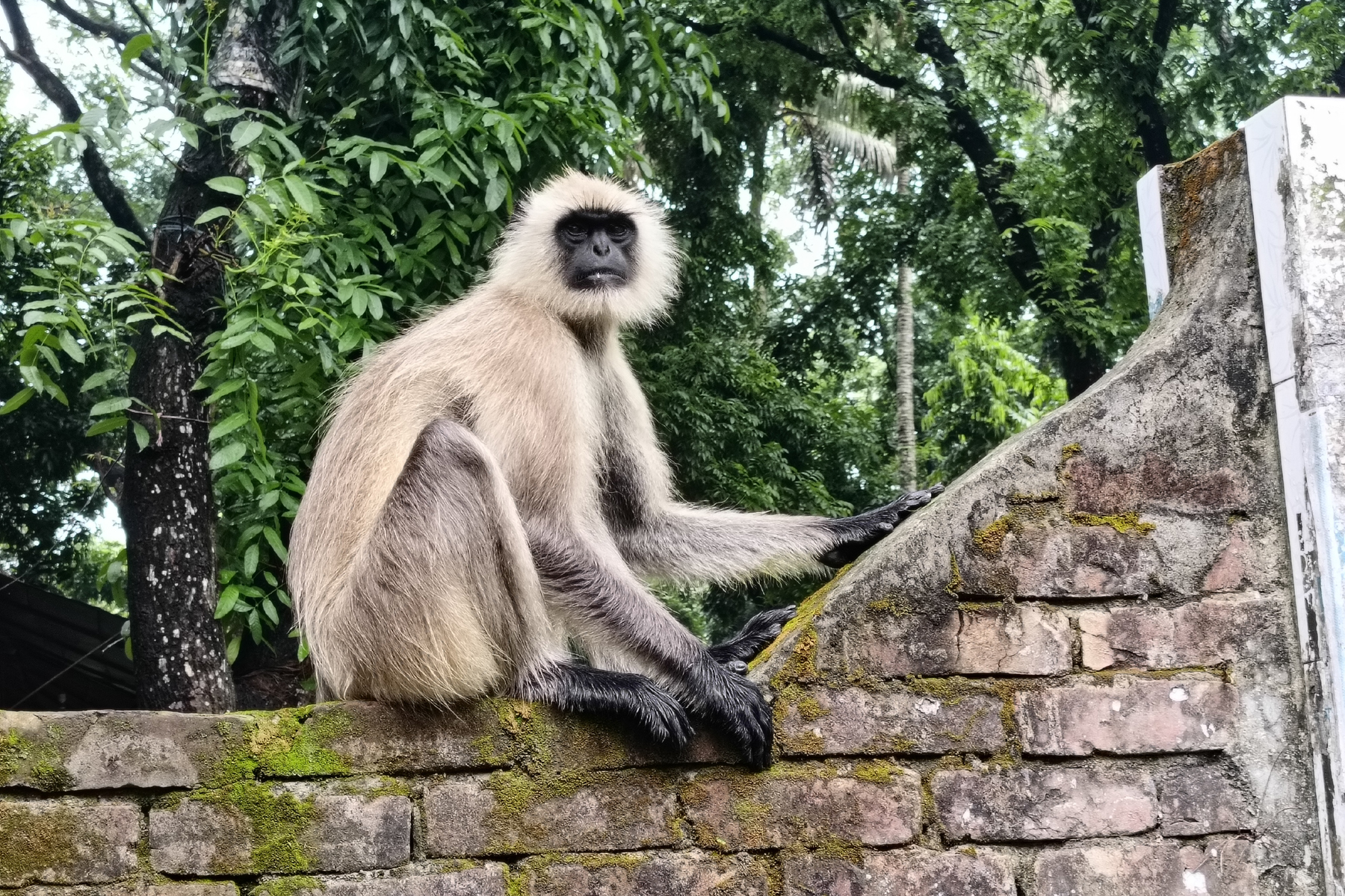 সড়কে ঘুরছে কালোমুখো হনুমান