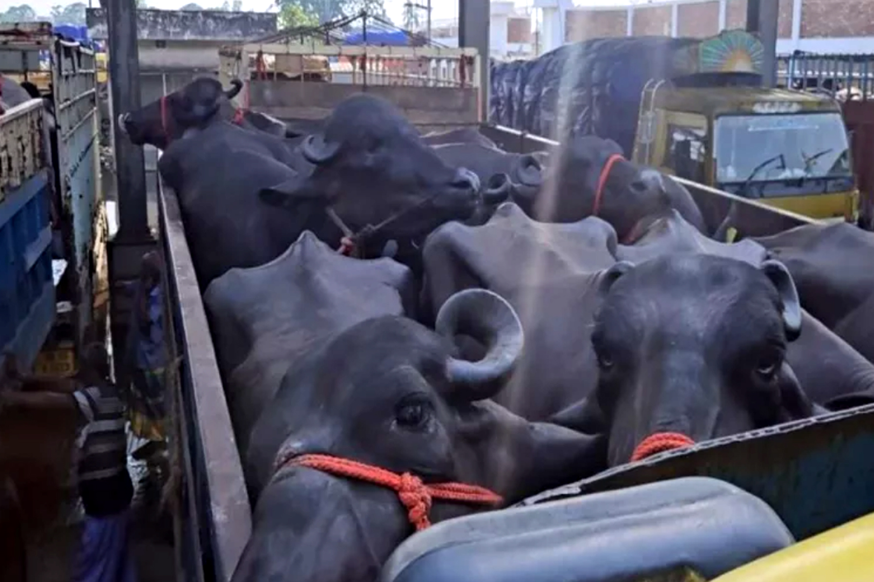 ভারত থেকে আমদানি করা হলো ৯৫টি মহিষ