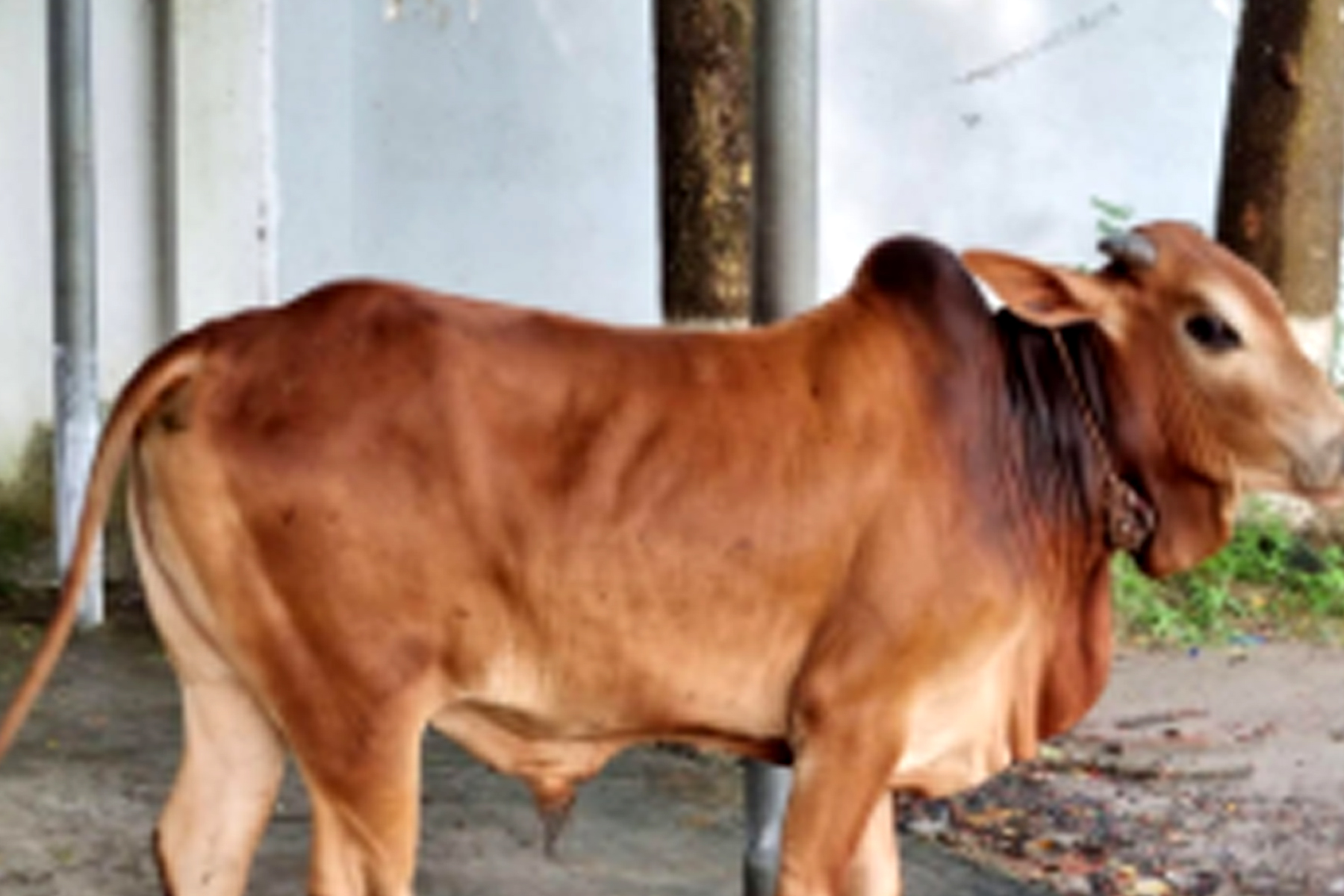 কোরবানির আয়োজন করছে গোবিপ্রবি ক্যাম্পাস প্রশাসনও