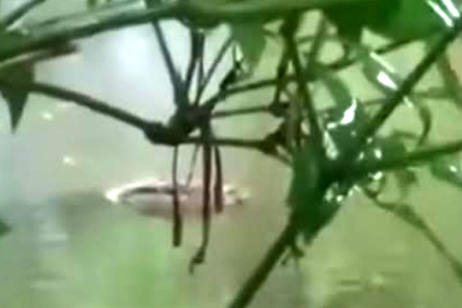 লাকড়ির ঘরে ছিল কুমির, ঝাঁপ দিল বাড়ির পুকুরে এলাকায় তোলপাড় 