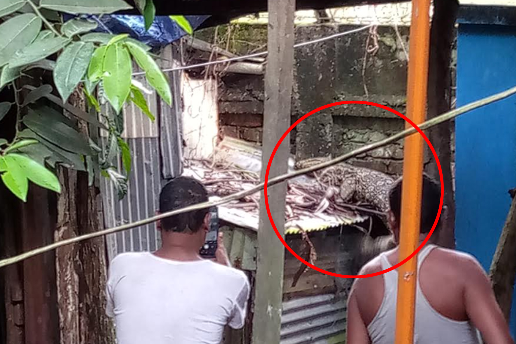 হাতিয়াতে গুইসাপ ভাসছিল পুকুরে, কুমির গুজবে তোলপাড়
