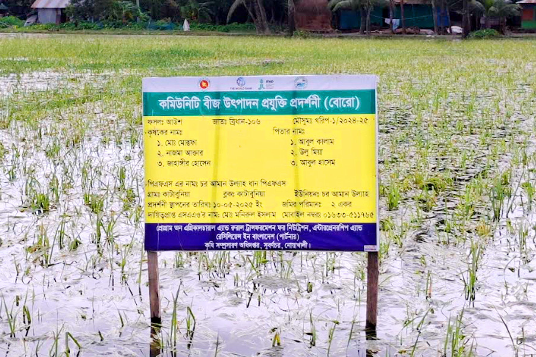নোয়াখালীতে জলাবদ্ধতায় আউশের খেত-আমনের বীজতলায় ব্যাপক ক্ষতি