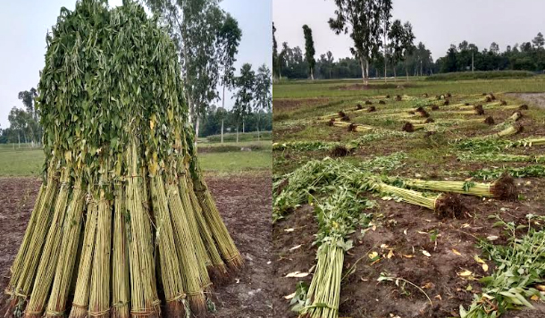 চিলমারীতে পানির অভাবে পাট জাগ  দিতে না পারায় কৃষক বিপাকে