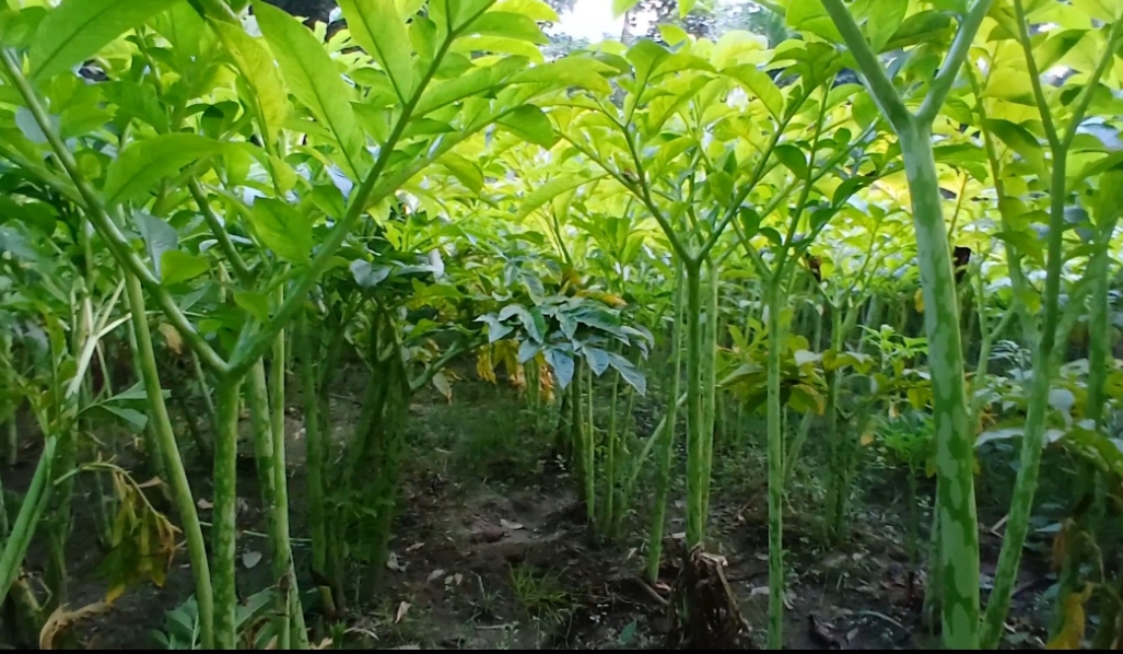 মাদ্রাজি ওল চাষে সফলতার স্বপ্ন দেখছেন সাঘাটার যুবক গৌতম