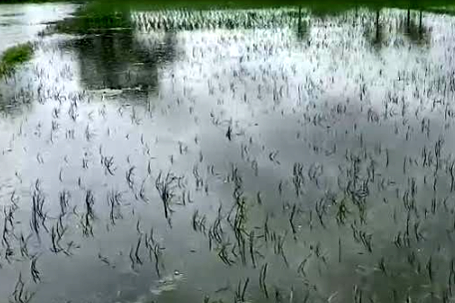 সাতক্ষীরায় ভারী বৃষ্টিতে চাষের জমি ও বীজতলা ডুবে যাওয়ায় বিপাকে পড়েছেন কৃষকরা