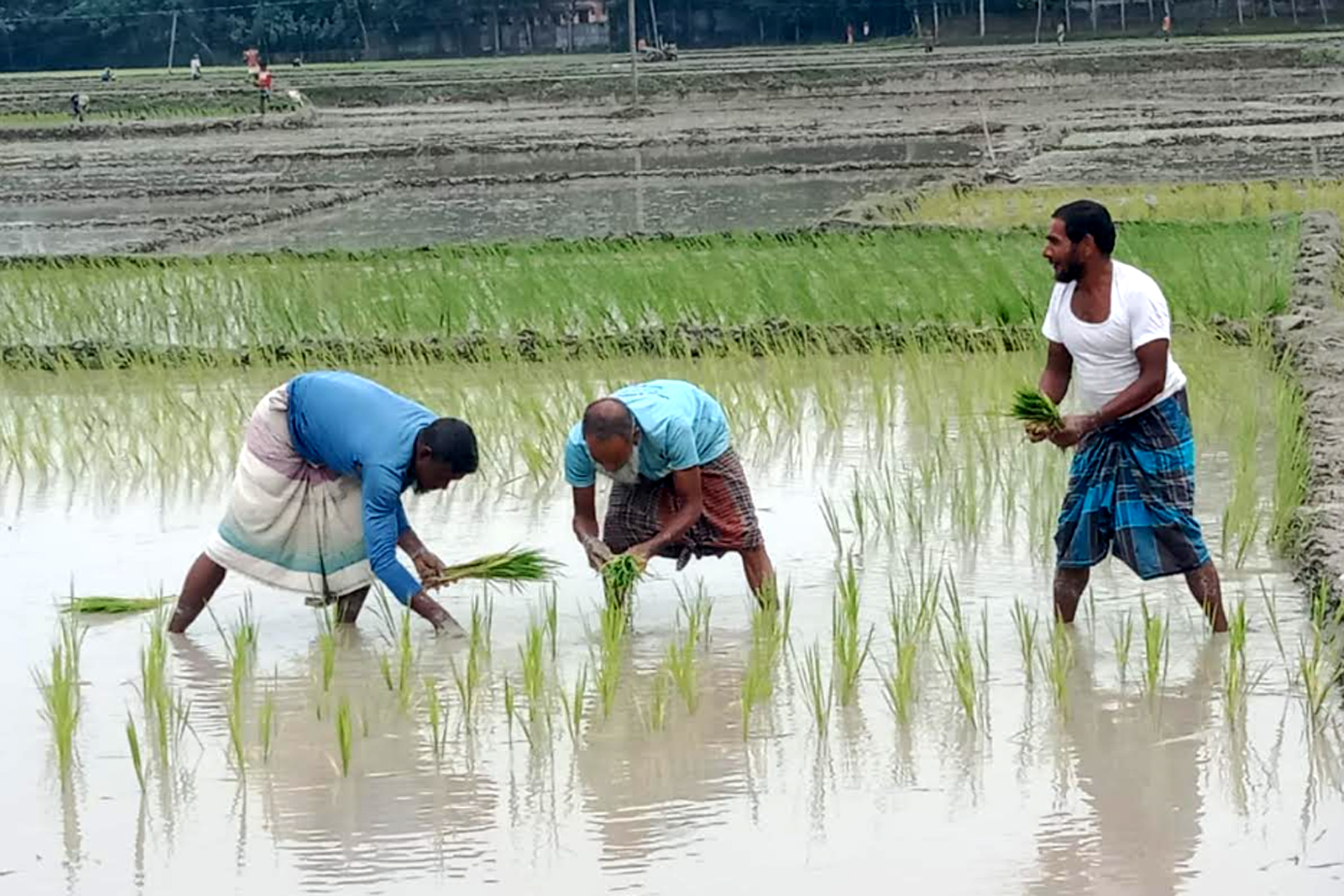 বৃষ্টি পেয়ে আমন চারা রোপন করছেন চিলমারীর কৃষকেরা