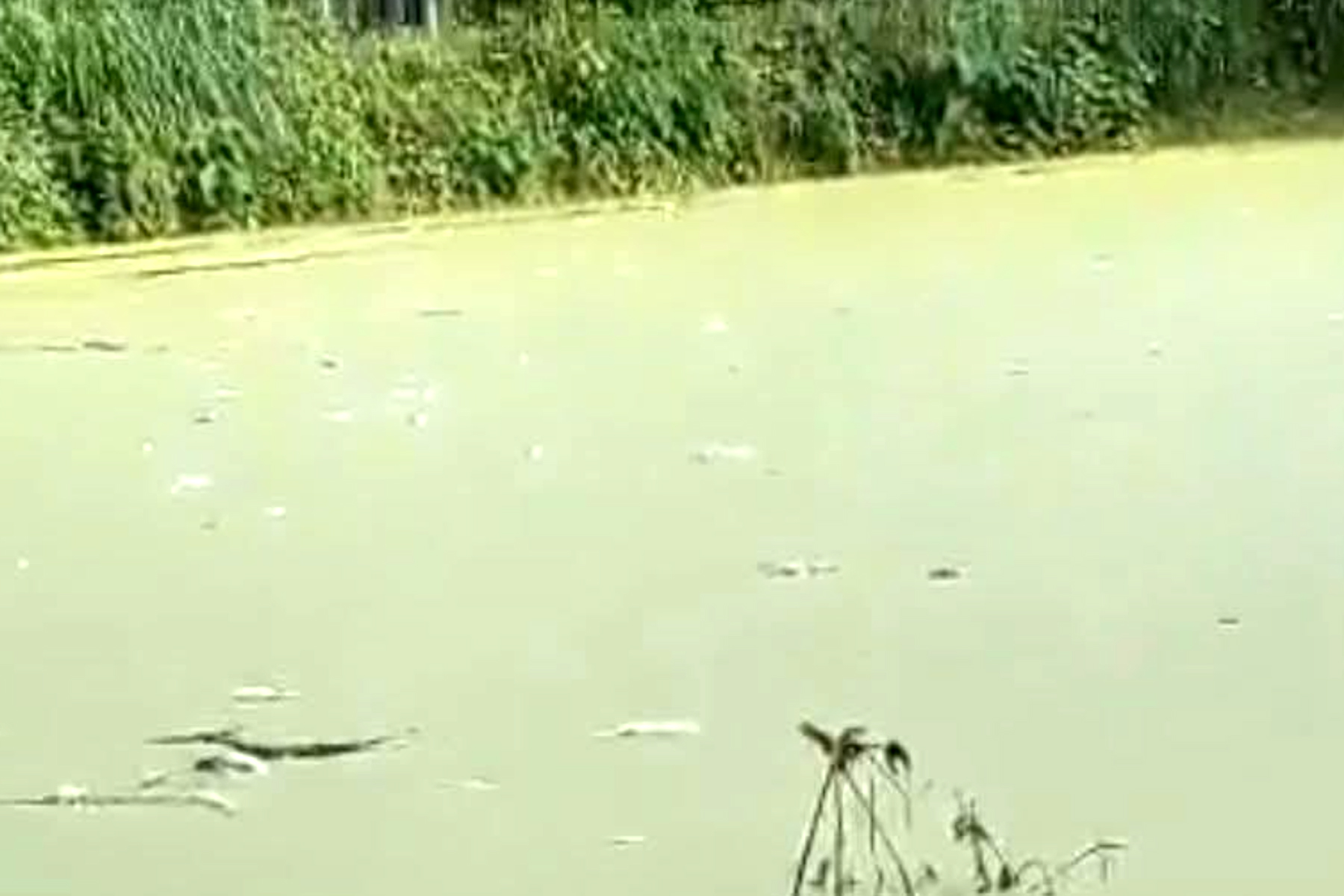 সাঁথিয়ায় পুকুরে বিষ দিয়ে মাছ নিধন