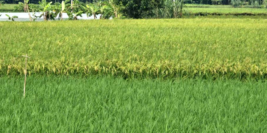 আউশ ধানের বাম্পার ফলনে কৃষকের মুখে হাসি