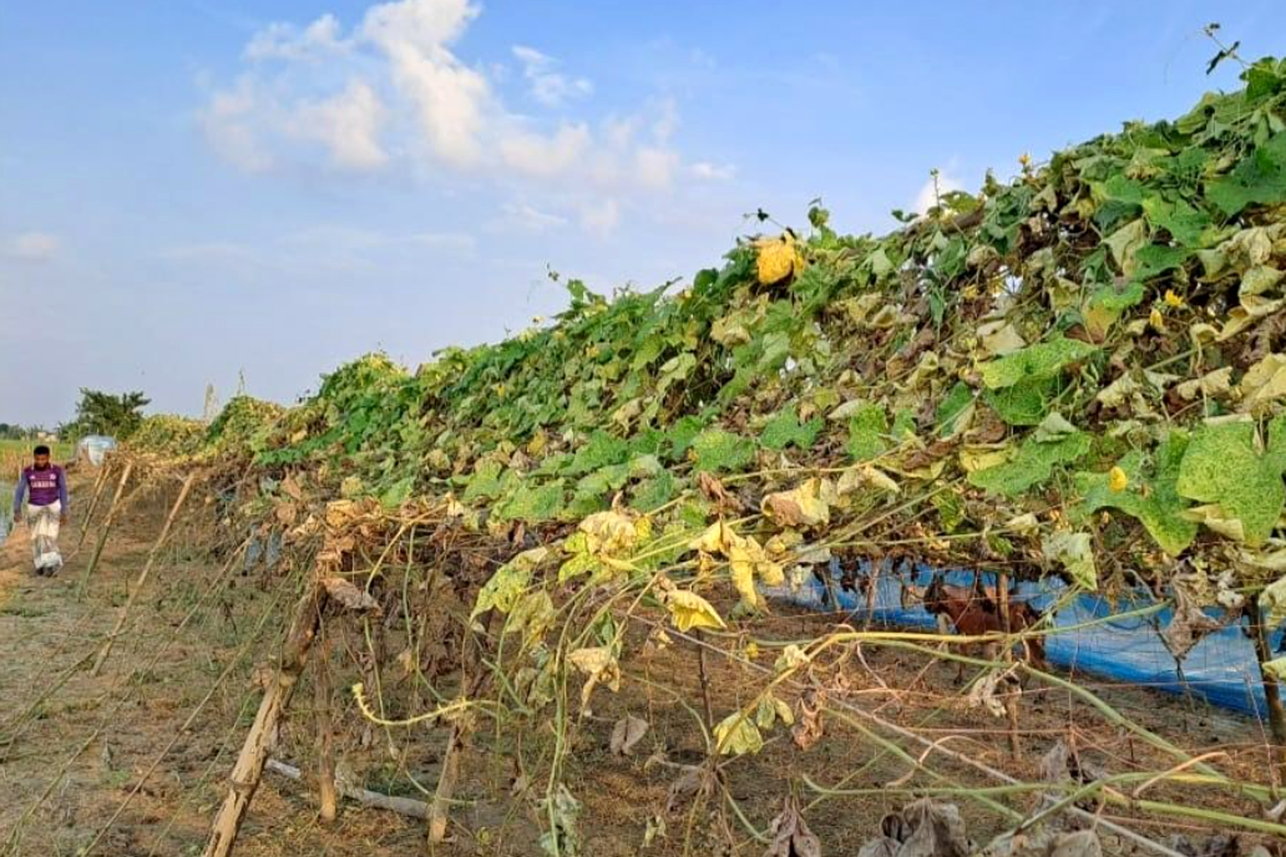 সাঁথিয়ায় জমির বিরোধে খেতের সবজি কেটে নিল প্রতিপক্ষ