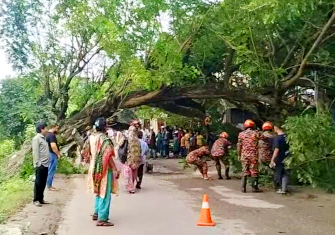 কড়ই গাছ উপড়ে পড়ে যান চলাচল বন্ধ