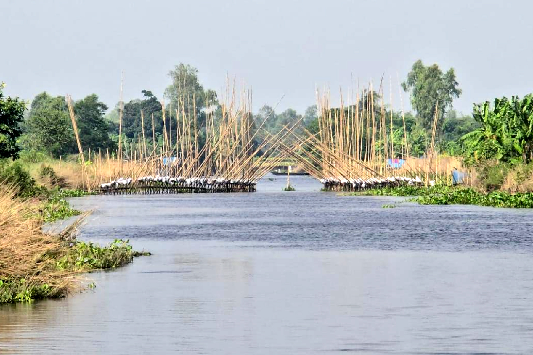 সোঁতি জালে বাধাগ্রস্ত পানি, রবিশষ্য চাষ নিয়ে শঙ্কা