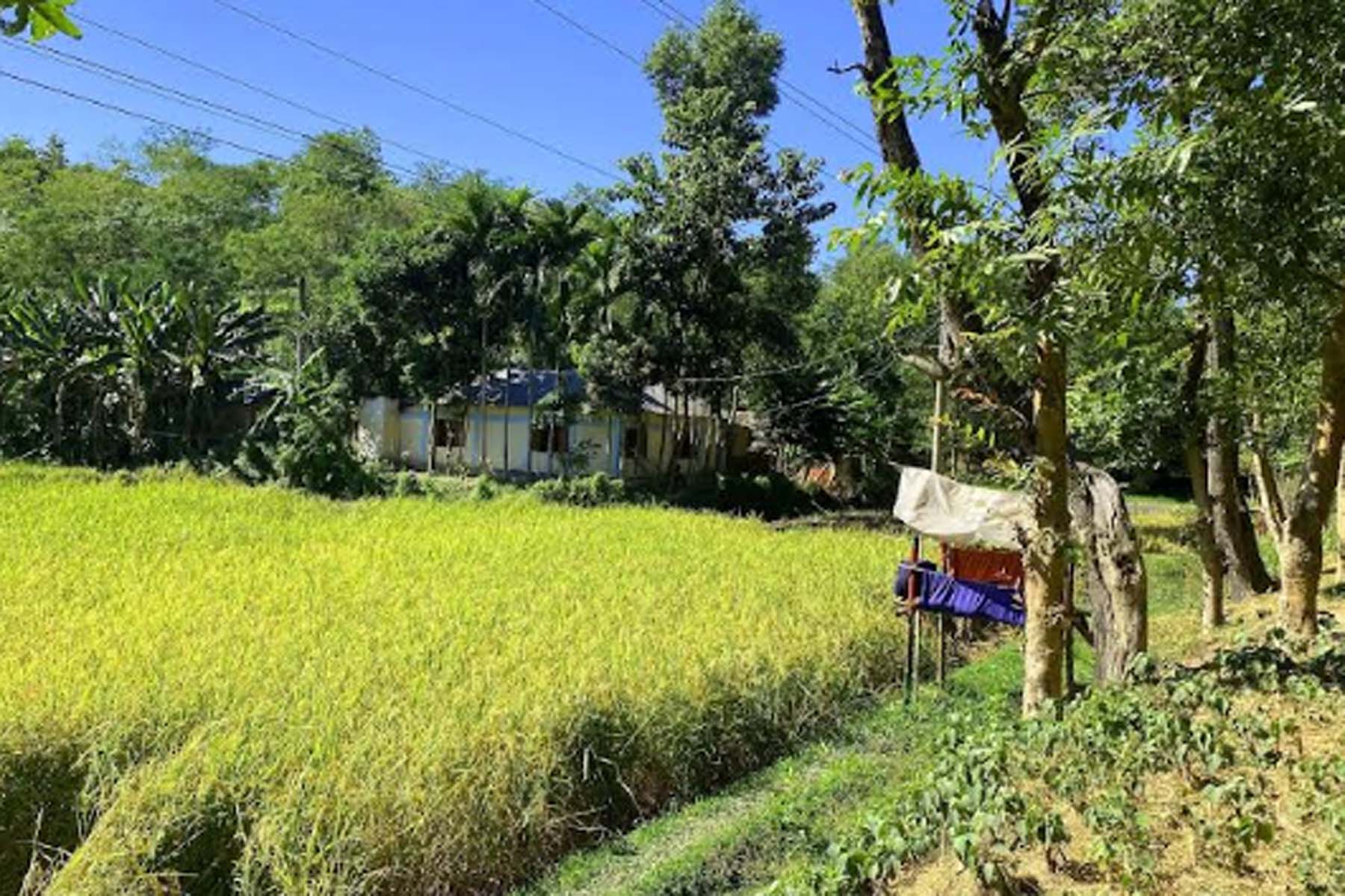 বন্যপ্রাণী থেকে ফসল রক্ষায় রাতের পাহারা 