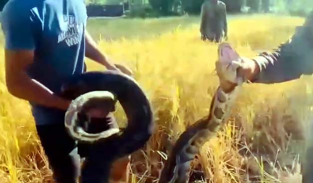 ধানক্ষেতে বিশালাকৃতির অজগর 