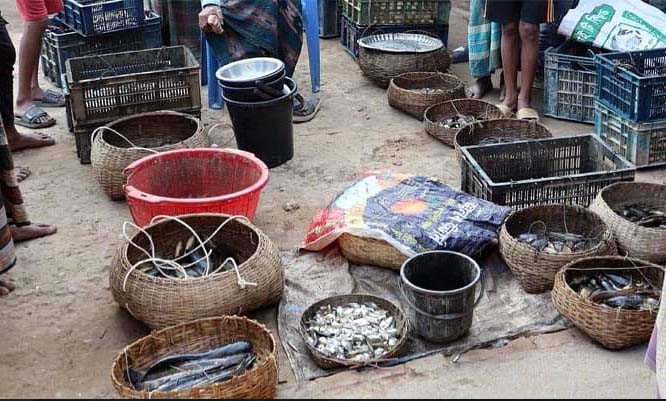 হাওর ও নদীর মাছ বাজারে আনতেই উধাও 