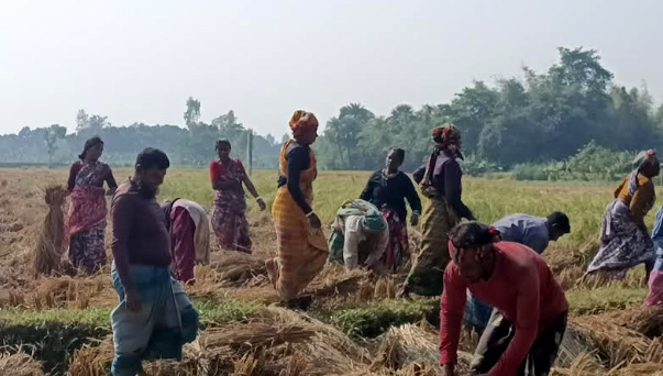 ধান কাটায় নারী-পুরুষের দিনভর উৎসব
