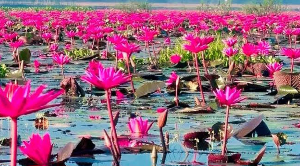 সৌন্দর্যের লীলাভূমি"সানন্দা শাপলা বিল"টানছে পর্যটকদের 