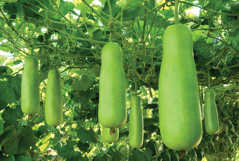 লাউ খেলে ত্বকের যেসব উপকার হয়