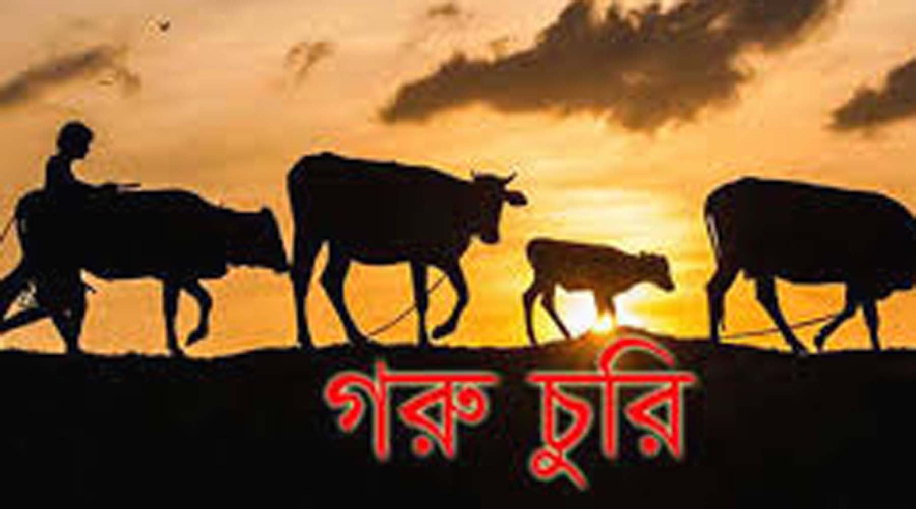 ধুনটে চাচা ও ভাতিজার ২টি গরু চুরি 