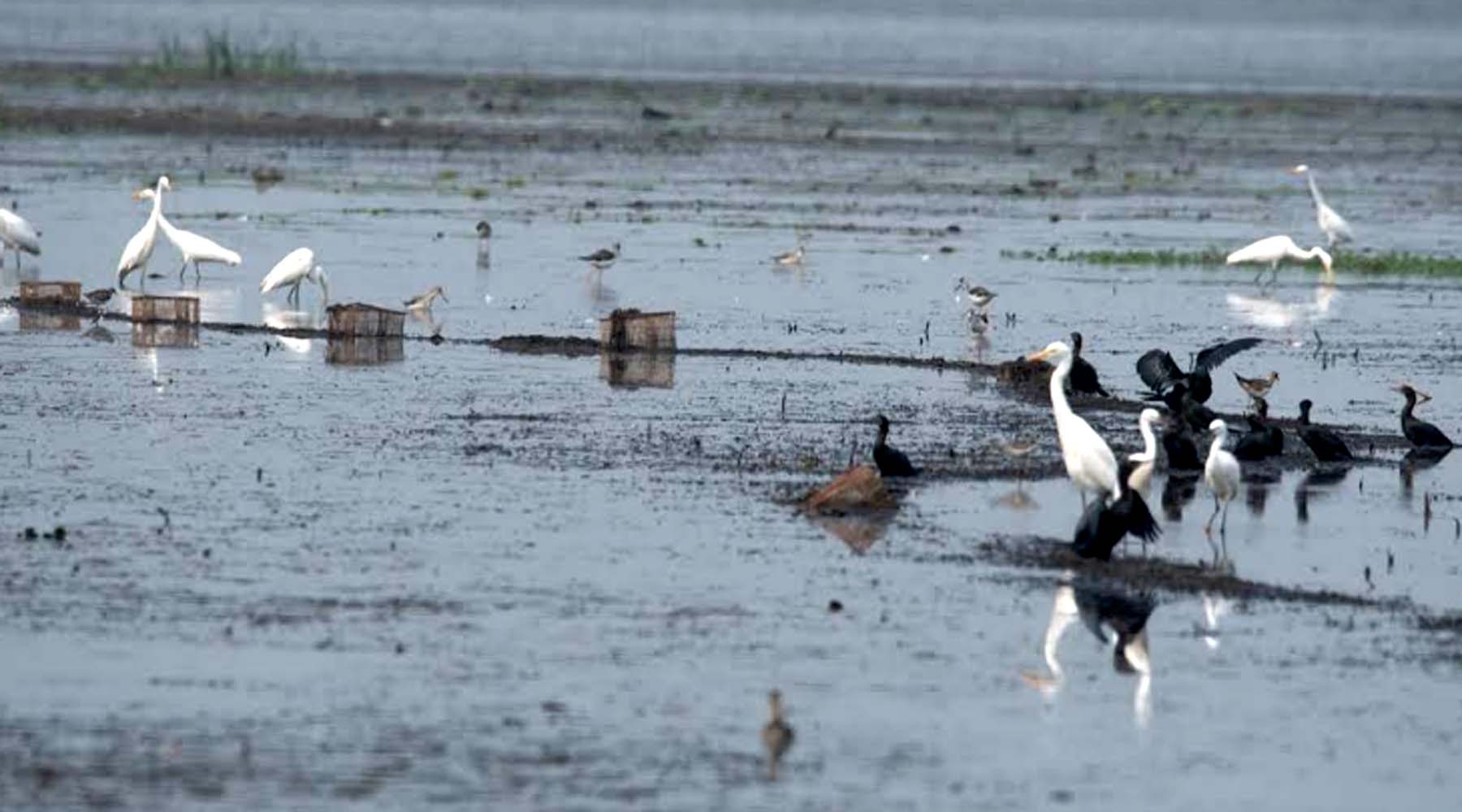 পরিয়ারী পাখির আগমনে বাইক্কা বিলের সৌন্দর্য্য অপরিসীম
