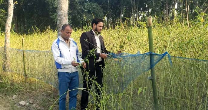 পাটবীজ চাষে সফল বড়াইগ্রামের কৃষকরা