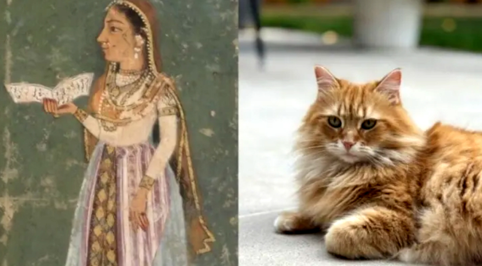 মুঘল রাজকুমারী জেবুন্নেসা থেকে তারেক রহমানের বিড়ালের নামকরণ ‘জেবু’