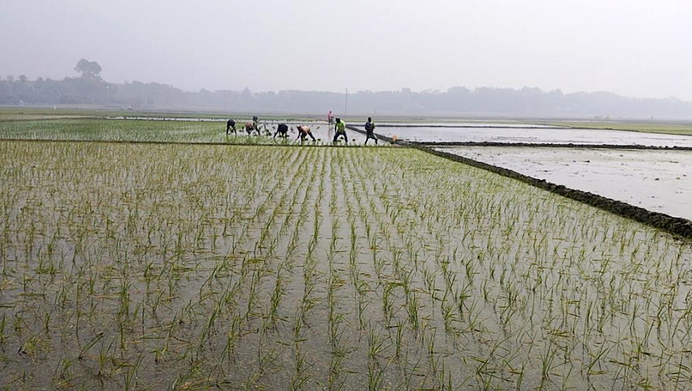 সাতক্ষীরায় "বোরো" ধানের আবদা: কৃষির নতুন সম্ভাবনার দ্বার