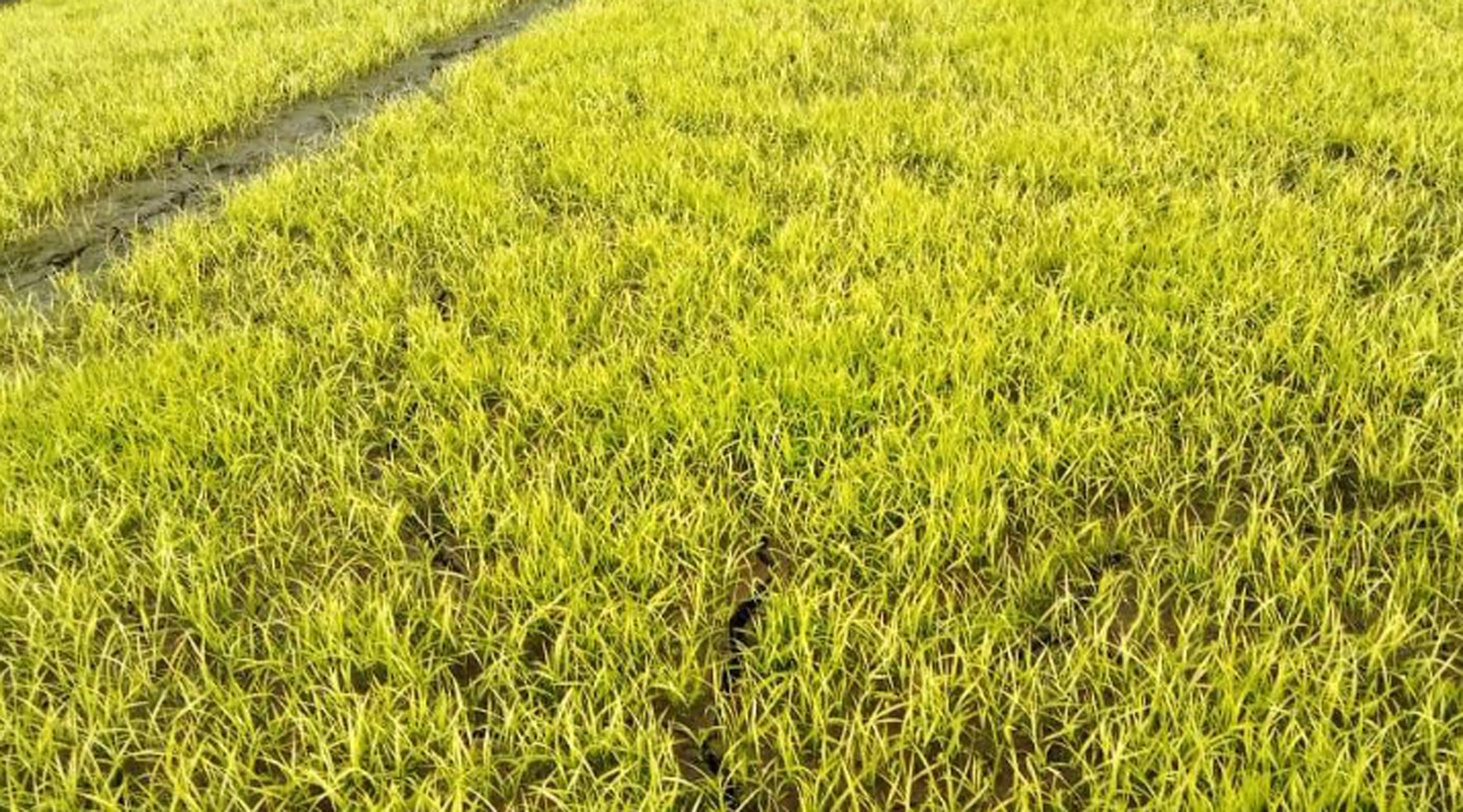 চিলমারীতে টানা শৈত্য প্রবাহে বোরো বীজ তলা নিয়ে হতাশাগ্রস্থ কৃষক