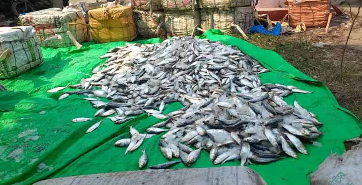 নোয়াখালীতে ২৫০০ কেজি জাটকা ইলিশ জব্দ  