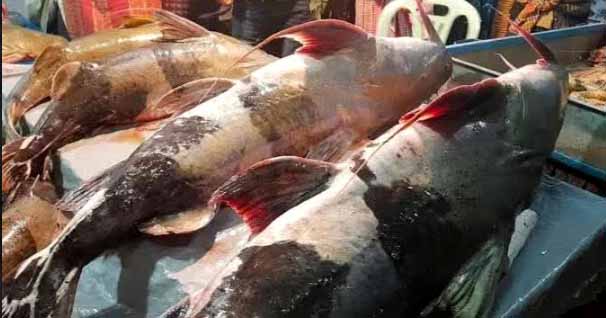 ঐতিহ্যবাহী শেরপুরের মাছের মেলা 