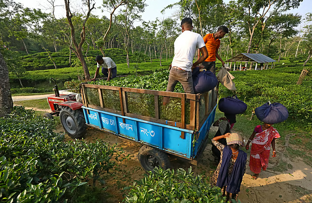 সরকারি চা-বাগানে ‘ভুতুড়ে’ শ্রমিকের মেলা: বেতন-রেশনে বছরে লোপাট ১২ কোটি টাকা