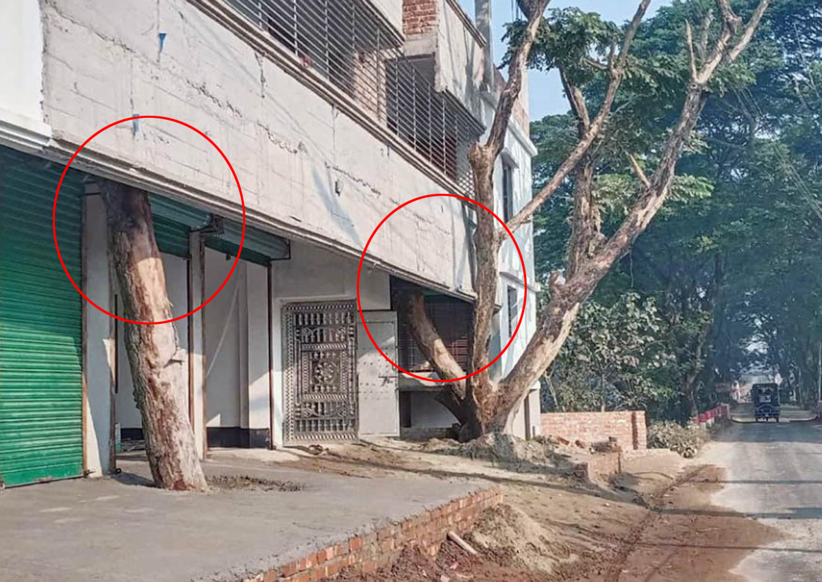 ধুনটে পাকা সড়কের জমি দখল করে বহুতল ভবন নির্মাণ: হুমকির মুখে দুটি মূল্যবান গাছ