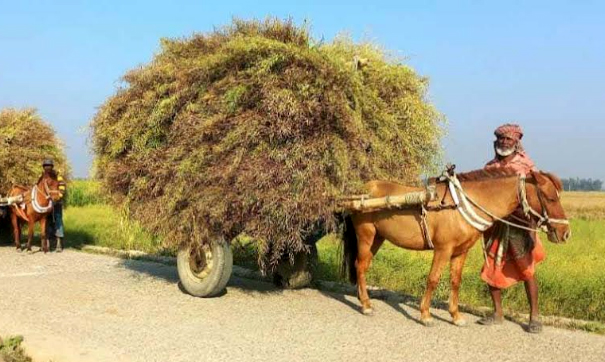 সরিষার বাম্পার ফলন : উৎপাদনে দেশে প্রথম উল্লাপাড়া