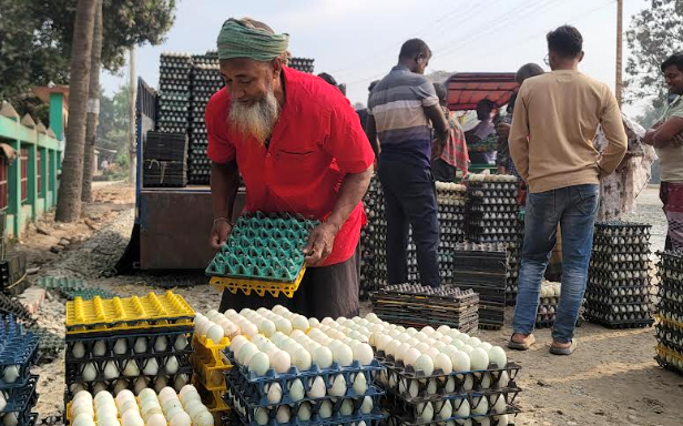 সিংড়ায় হাঁসের ডিমের দামে ধস, দিশেহারা খামারিরা