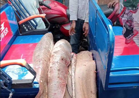 নোয়াখালীতে ১১৩ কেজির নিষিদ্ধ শাপলাপাতা মাছ জব্দ ও বিনষ্ট