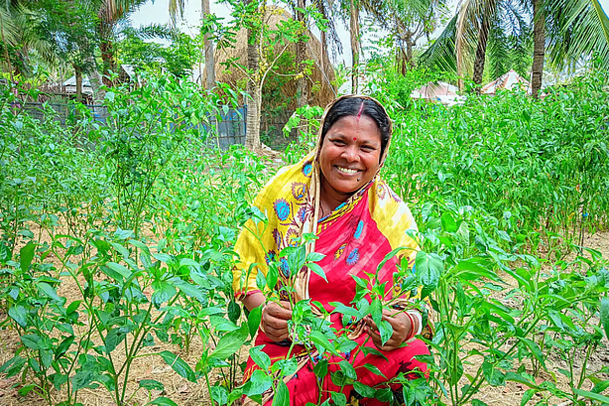 লোনাপানির বন্দিশালা থেকে বৃষ্টির ‘জীবনরেখা’: উপকূলের নারীদের নীরব বিপ্লব