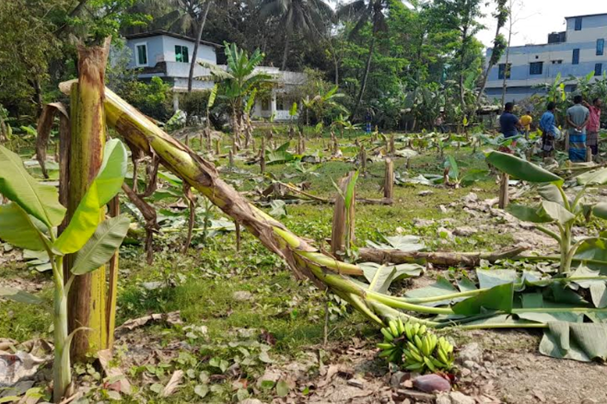 শত্রুতা কলাগাছের সঙ্গে! সোনাইমুড়ীতে কৃষকের ২০০ গাছ কেটে সাবাড়