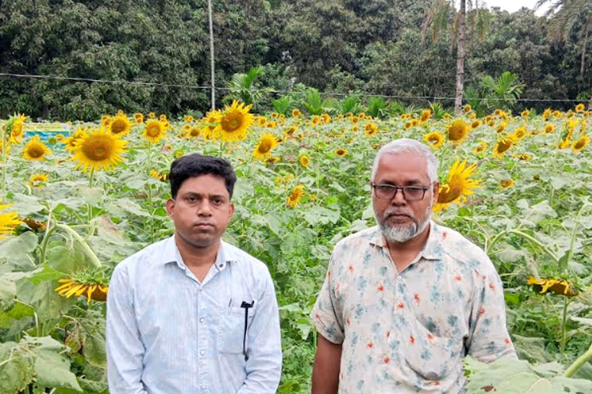 সিংড়ায় সূর্যমুখীর হাসি, লাভের স্বপ্ন দেখছেন কৃষক জাকির