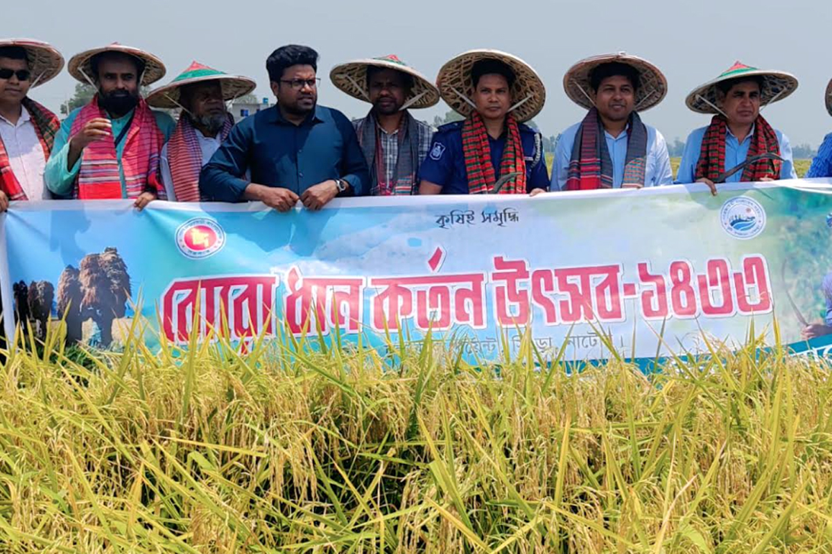 চলনবিলে বোরো ধান কাটা উৎসবের উদ্বোধন