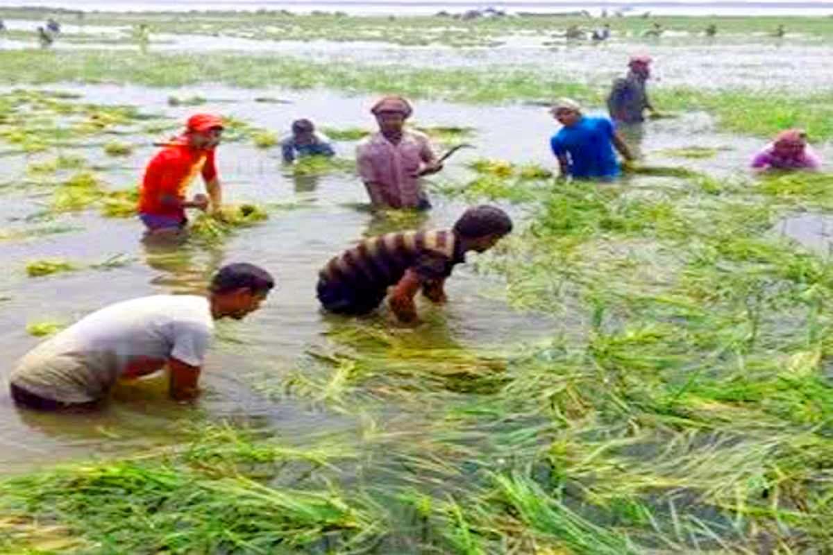 নাসিরনগরে ঢলের পানিতে ডুবছে পাকা ধান: দিশেহারা কৃষকের আহাজারি
