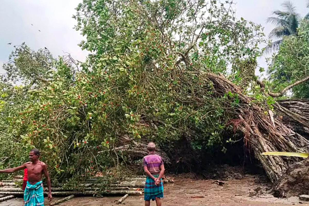 কপোতাক্ষের তীরে উপড়ে পড়েছে মাইকেল মধুসূদন দত্তের স্মৃতিবিজড়িত ঐতিহাসিক বটগাছ