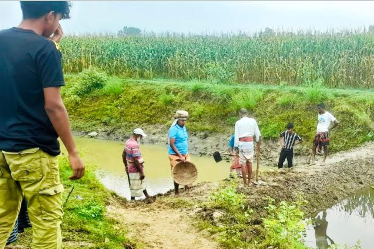 বিলে পানি ঢুকছে, বোরো ধান নিয়ে শঙ্কায় চলনবিলের কৃষক