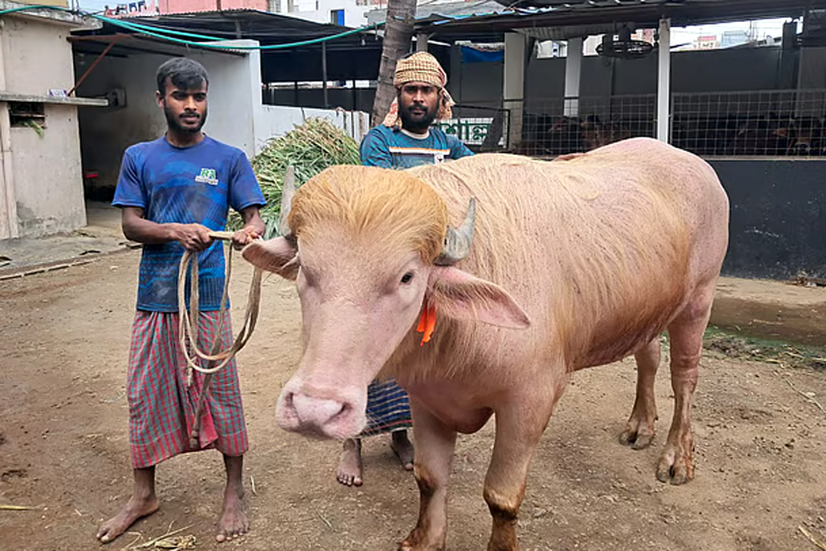 নারায়ণগঞ্জে আকর্ষণের তুঙ্গে গোলাপি মহিষ ‘ডোনাল্ড ট্রাম্প’