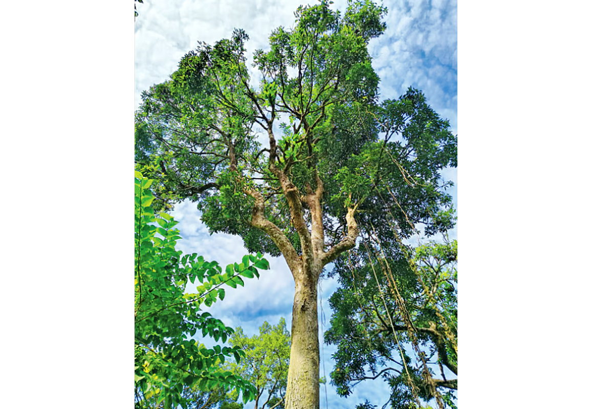 অভিভাবকহীন কক্সবাজারের বনাঞ্চল: টিকে আছে মাত্র ৫০০ ‘মা গাছ’