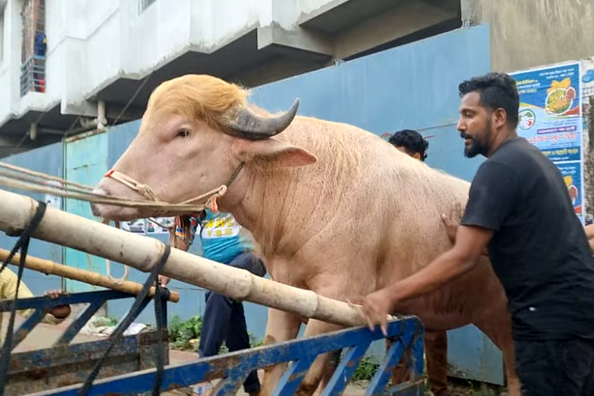 কোরবানি হচ্ছে না ‘ডোনাল্ড ট্রাম্প’! বিশ্ব কাঁপানো মহিষটির নতুন ঠিকানা জাতীয় চিড়িয়াখানা