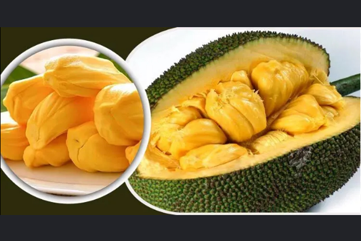 চীনে কাঁঠাল রপ্তানি করবে বাংলাদেশ