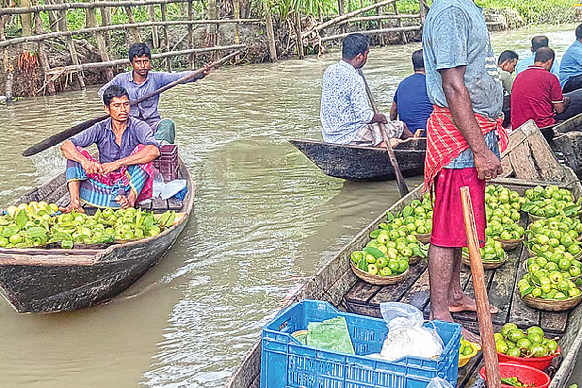 সবুজ পাতার ফাঁকে জলের গান: রূপসী ভীমরুলী ও পেয়ারা চাষিদের টিকে থাকার লড়াই