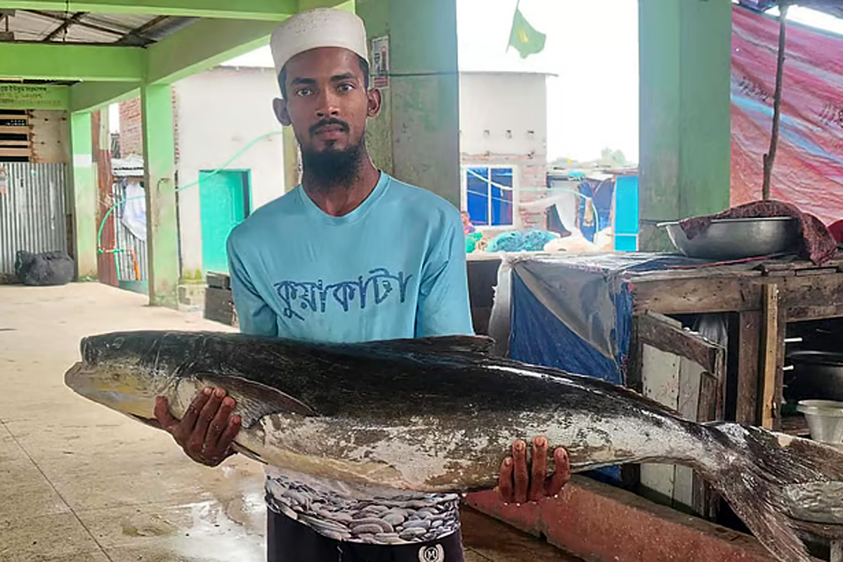 জেলের জালে উঠল ২০ কেজির ‘সামুদ্রিক শোল’, দেখতে উৎসুক জনতার ভিড়!