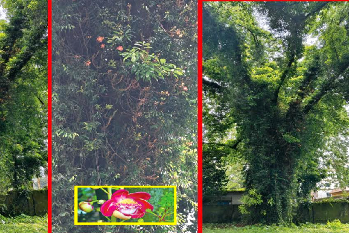 জমিদারবাড়ির শতবর্ষী নাগলিঙ্গম গাছ ইতিহাসের নীরব সাক্ষী