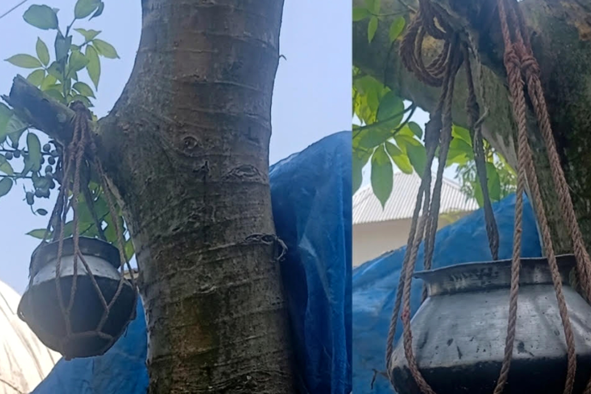 রোগমুক্তির জন্য ডুমুর গাছের পানি সংগ্রহে ছুটছেন বহু মানুষ, বিজ্ঞান কি বলছে